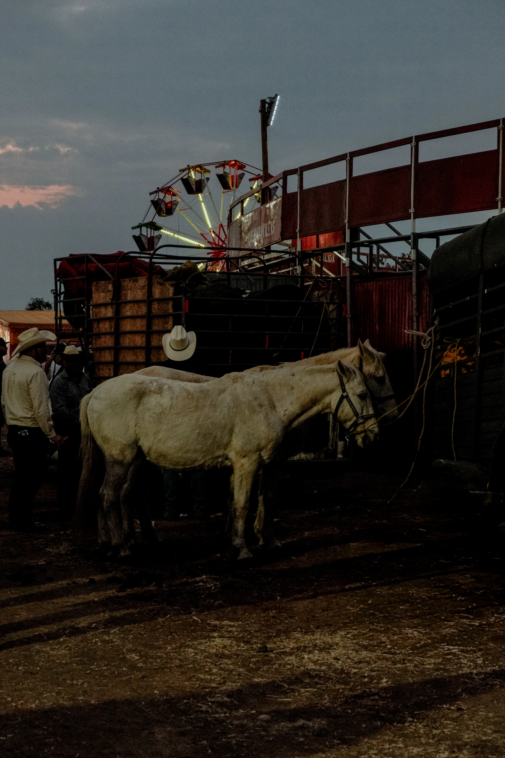 Caballos blancos en una feria al anochecer